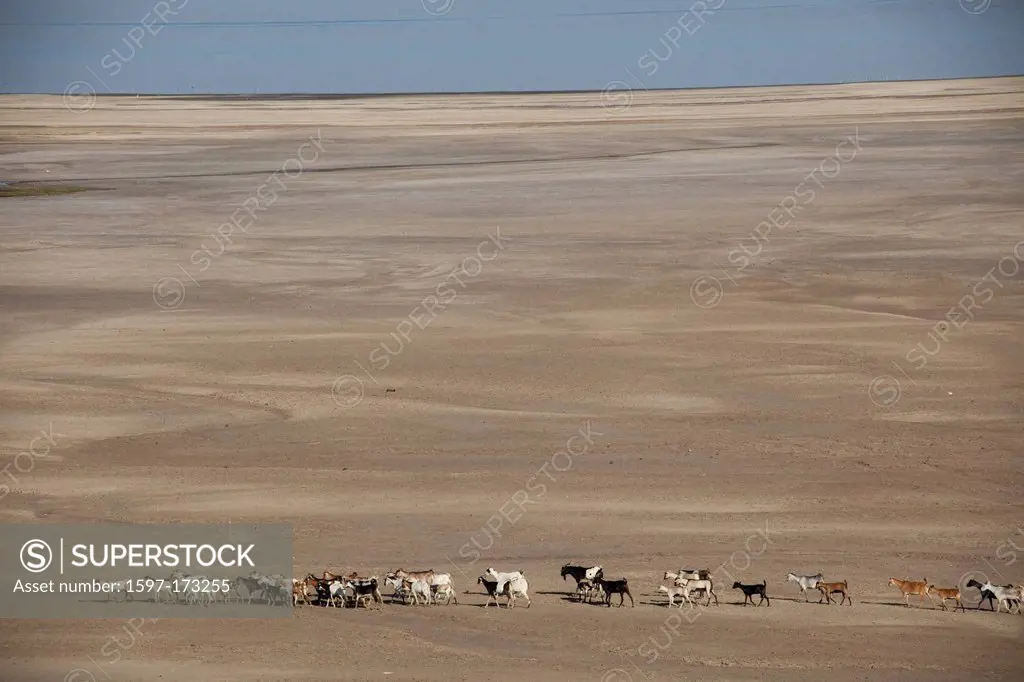 herd of goats, goats, nanny goats, Abbesee, Djibouti, Africa, scenery, landscape, nature, lake, lakes, agriculture, desert
