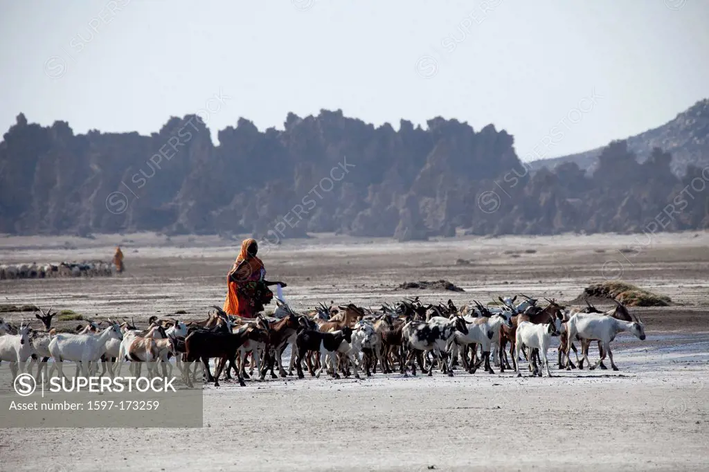 herd of goats, goats, nanny goats, Abbesee, Djibouti, Africa, scenery, landscape, nature, lake, lakes, agriculture, shepherd
