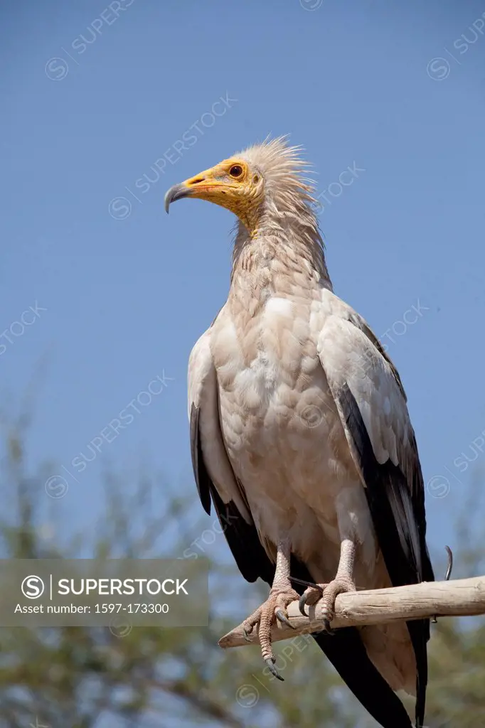 Dirty vulture, Africa, animals, animal, bird, birds, vultures, Ethiopia,