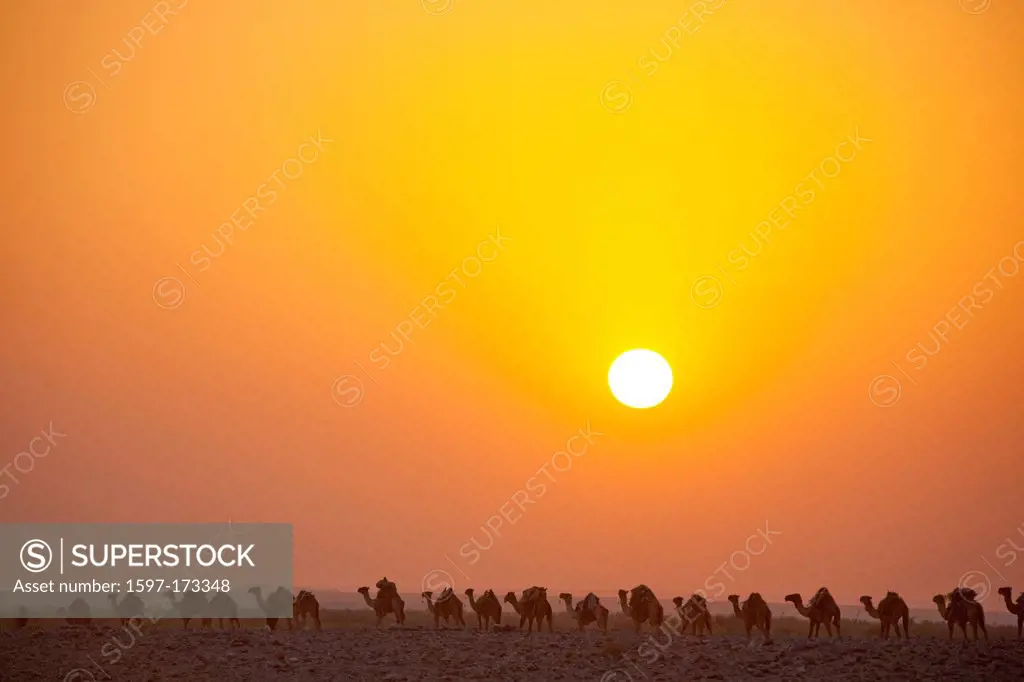 Camel caravan, Dallol, Danakil, camels, caravan, desert, Africa, traffic, transport, salt, saltwork, salt mining, Assale, salt lake, sundown, sunset, ...