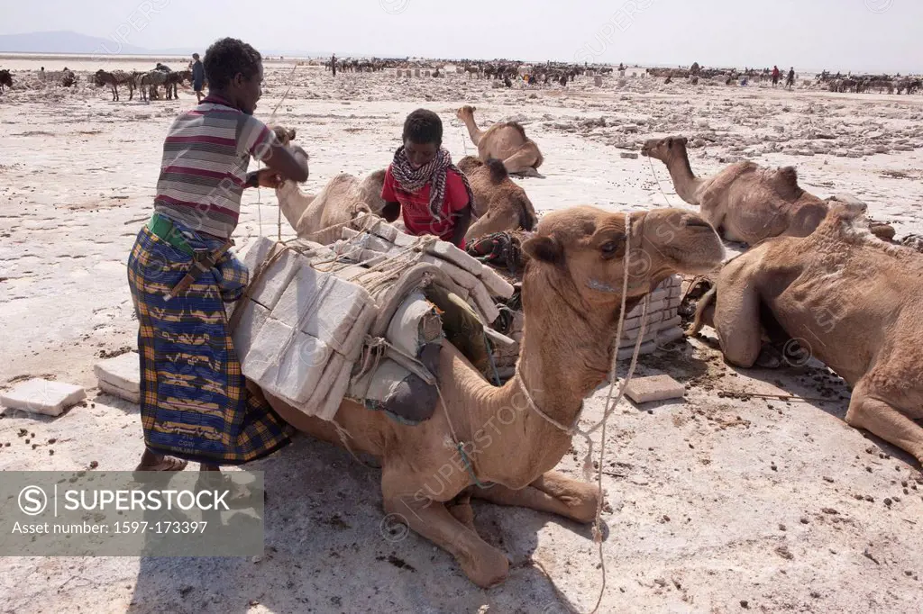 salt mining, Dallol, Danakil, Africa, traffic, transport, salt, saltwork, salt mining, Assale, salt lake, camels, Ethiopia,