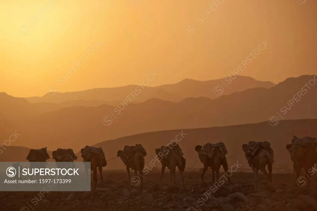 Camel caravan, Dallol, Danakil, camels, caravan, desert, Africa, traffic, transport, salt, saltwork, salt mining, Assale, salt lake, donkey, Ethiopia,