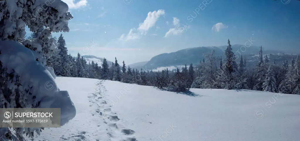 Winter wood, Montblanc, winter, canton, VD, Vaud, snow, tree, trees, wood, forest, Switzerland, Europe, firs, Col du Mollendruz, Valle de Joux,