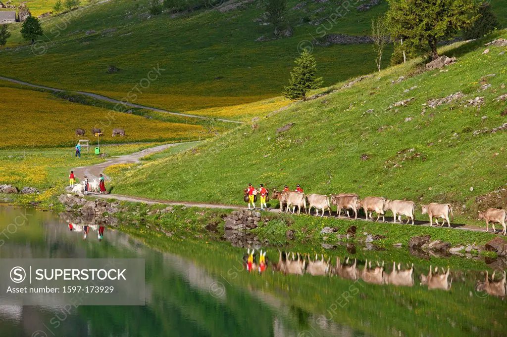 cattle drive, Seealp, Seealpsee, mountain, mountains, mountain lake, lake, spring, canton, Appenzell, Innerroden, Appenzell area, Alpstein, Säntis, tr...