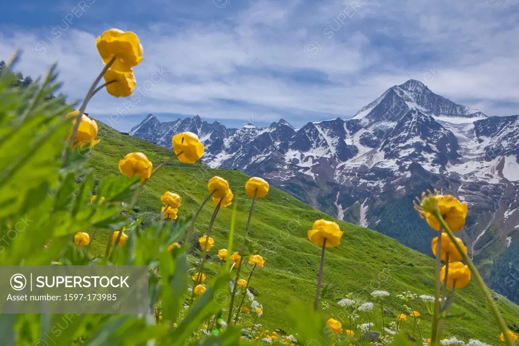 Lötschental, Bietschhorn, canton, Valais, mountain, mountains, Lötschental, flower, flowers, Switzerland, Europe, Laucherenalp, troll flowers