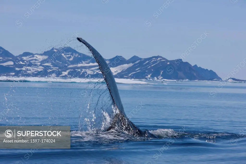 Whale watching, whale observation, humpback whale, Greenland, East Greenland, whale, whales,