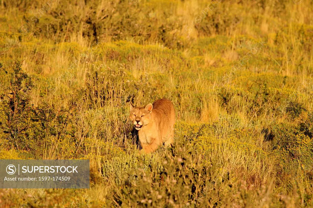 Puma concolor, animal, mammal, predator, feline predator, Puma, Cougar, Mountain Lion, steppe, prowling around, prowling, Torres del Paine, National P...