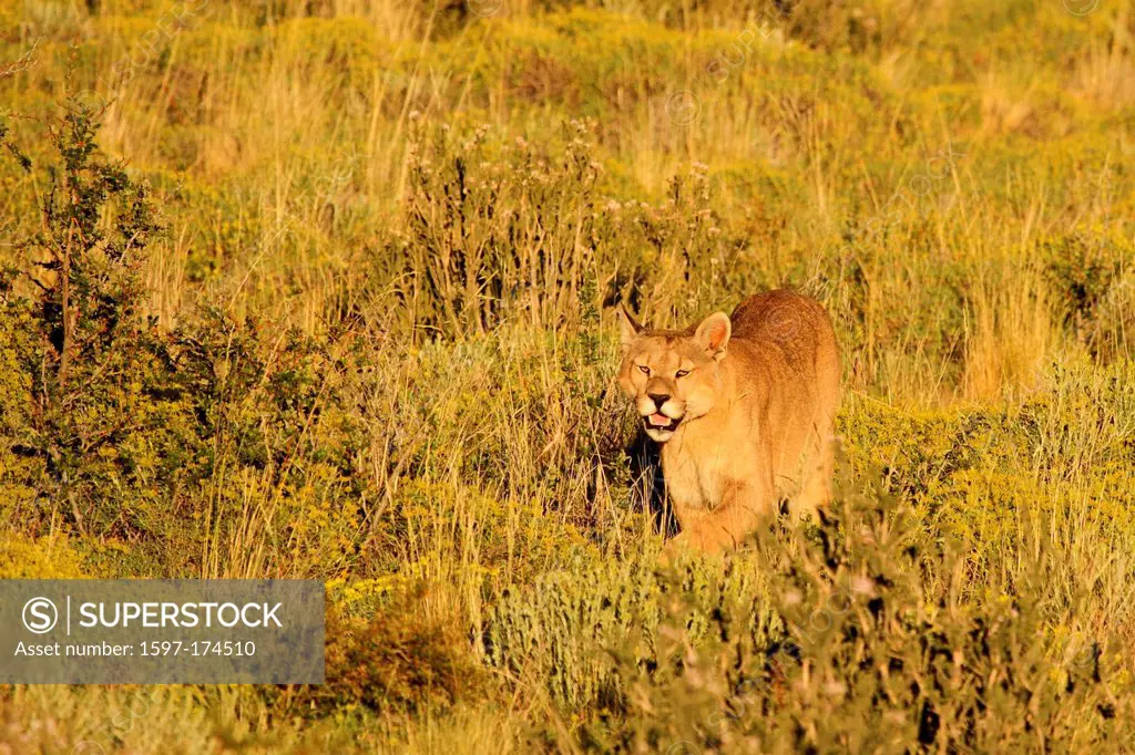Puma concolor, animal, mammal, predator, feline predator, Puma, Cougar, Mountain Lion, steppe, prowling around, prowling, Torres del Paine, National P...