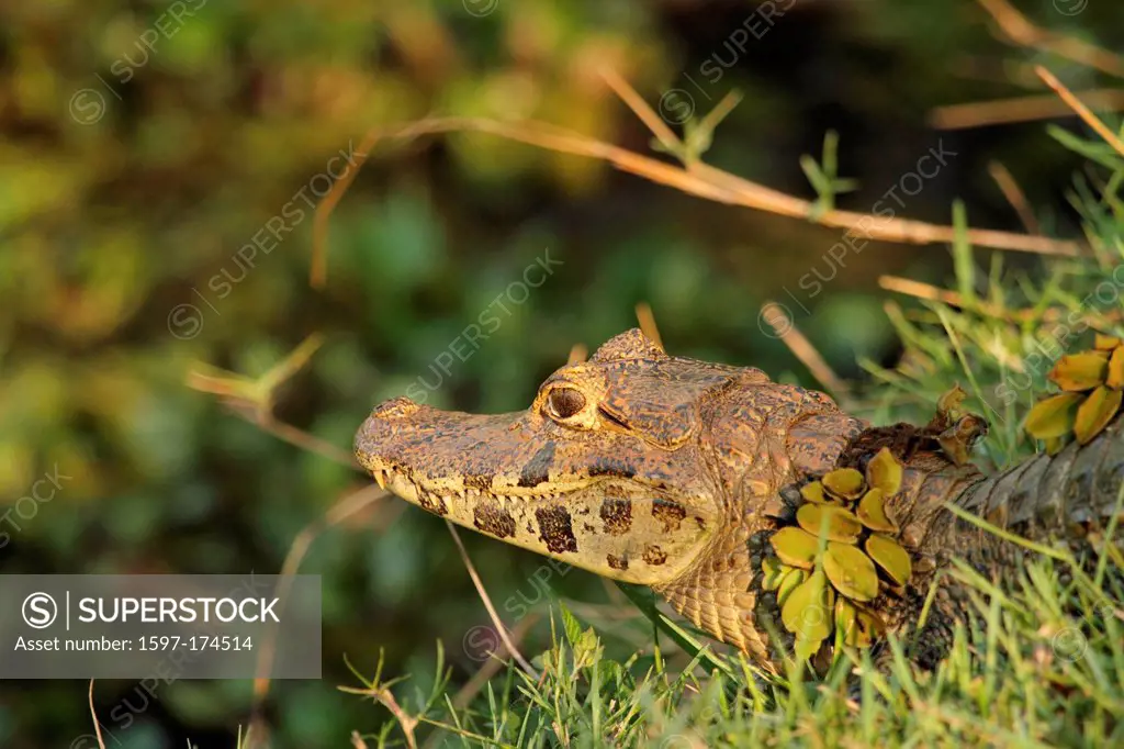 Caiman crocodilus, animal, reptile, Spectacled Caiman, Common Caiman, side portrait, side view, Pantanal, Mato Grosso, Brazil, Southamerica