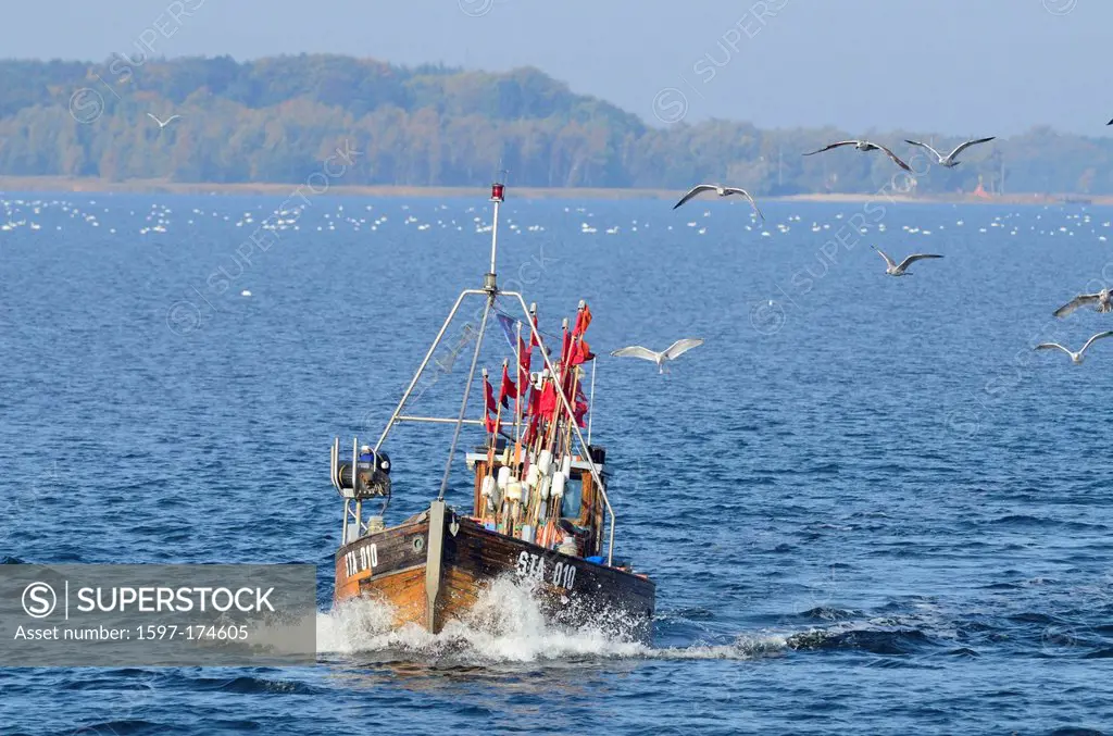 Fishing smack, fishery, gulls, Grabow, Zingst, Mecklenburg_Vorpommern, Germany