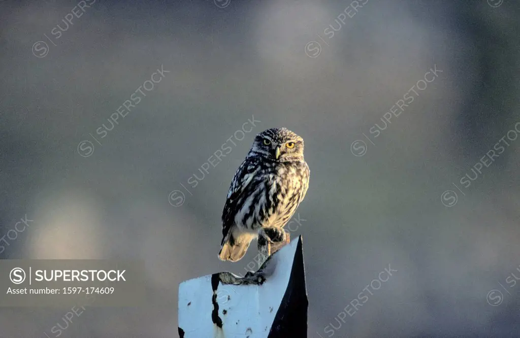 Little Owl, Athene noctua, Strigidae, Owl, bird of prey, raptor, animal, Andalusia, Spain