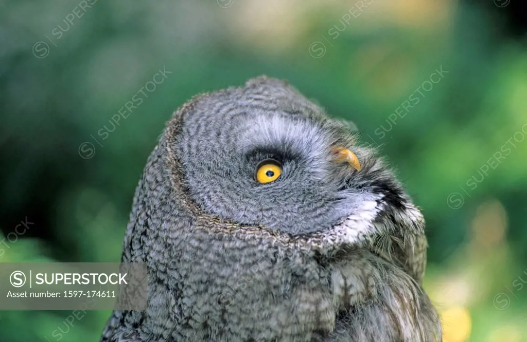 Great Grey Owl, Strix nebulosa, Strigidae, Owl, raptor, bird of prey, bird, animal, captive, Zurich Zoo, Switzerland