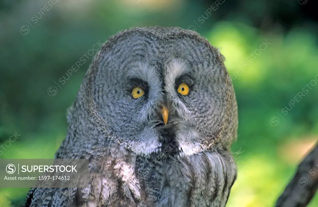 Great Grey Owl, Strix nebulosa, Strigidae, Owl, raptor, bird of prey, bird, animal, captive, Zurich Zoo, Switzerland