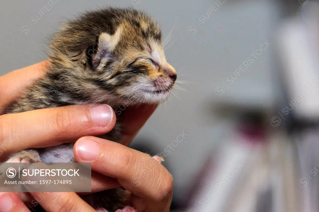 adoption, adorable, animal love, care, cute, kitten, lovely, pet, protection, Richardson, animal shelter, sweet, Texas, USA, United States, America,