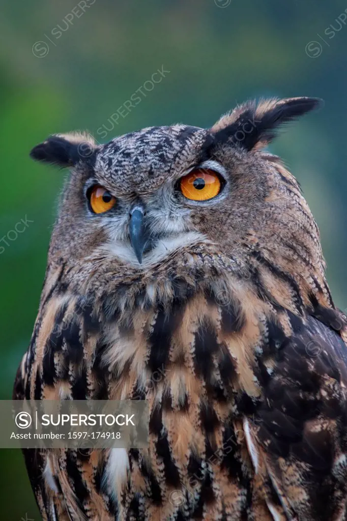 birds of prey, bird, Blackland Prairie Raptor Center, Bubo virginianus, Great Horned Owl, owl, Hunter, Strigidae, Texas, Tiger Owl, true owl
