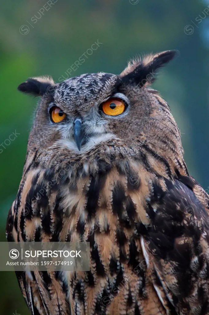 birds of prey, bird, Blackland Prairie Raptor Center, Bubo virginianus, Great Horned Owl, owl, Hunter, Strigidae, Texas, Tiger Owl, true owl