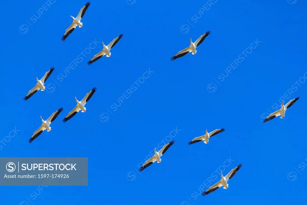 American White Pelican, pelican, bird, fly, aquatic bird, flight, Lake Texoma, Pelecaniformes, Pelecanus erythrorhynchos, Texas, USA, United States, A...
