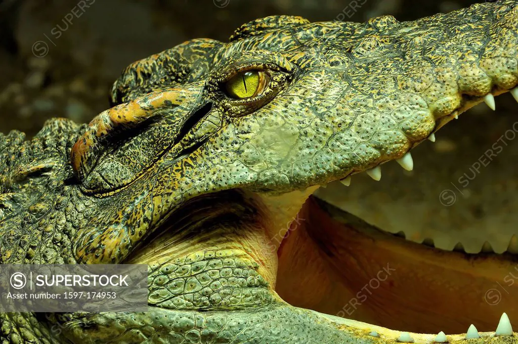 the eye, teeth and open jaw of a siam crocodile.