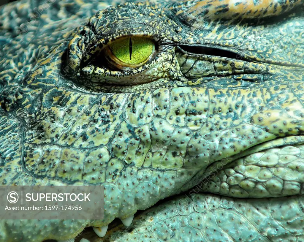 the pitiless eye of a crocodile