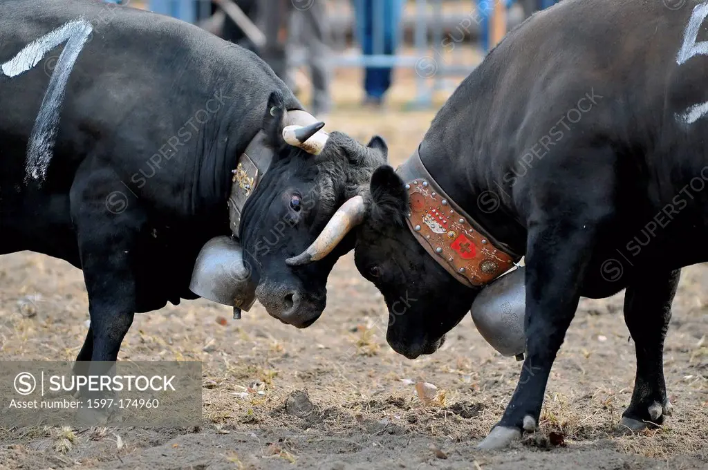 Two fighting cows ho head to head in the Nendaz Combat des Reines cow fighting championship in Switzerland