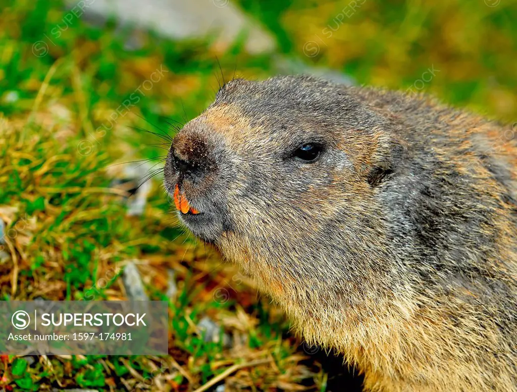 a wild marmot or ground squirrel looking curious