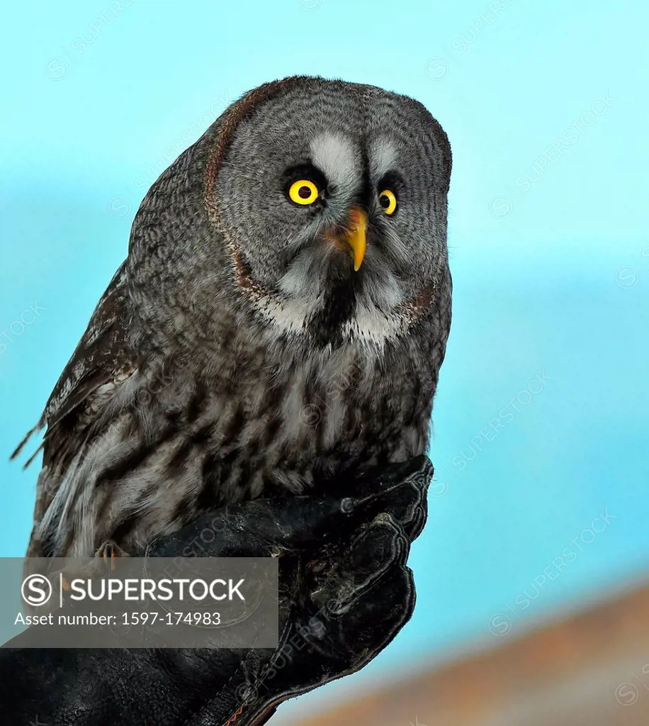 A great grey owl perched on a falconers gauntlet