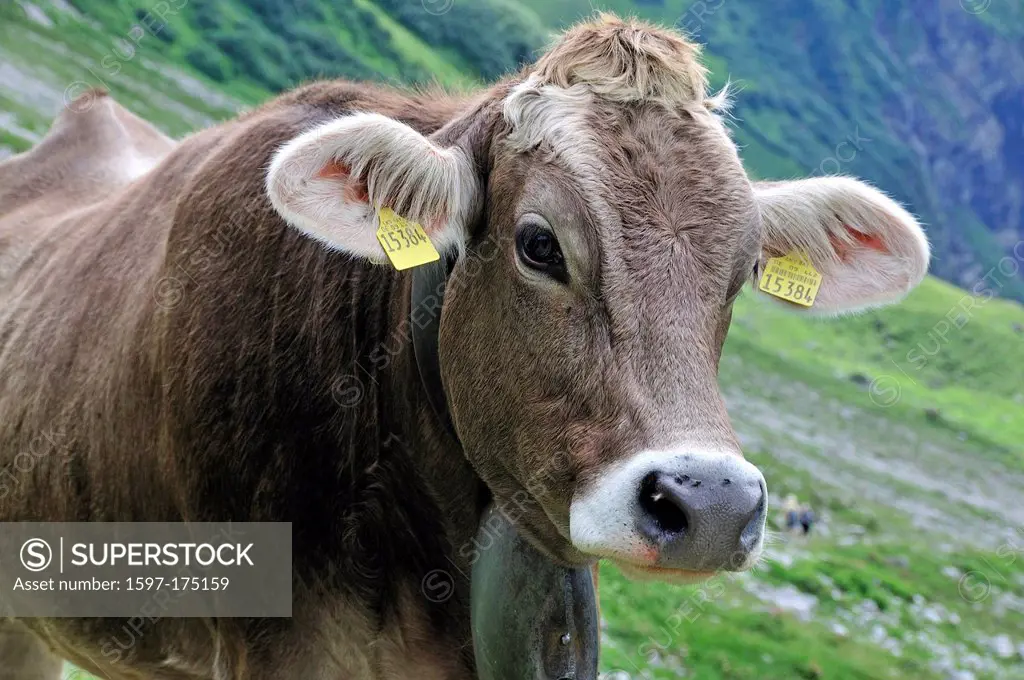 young, bovine animal, cow, animal, Bos primigenius taurus, Oytal, Oberstdorf, Allgäu, Alps, Bavaria, Germany, Europe, agriculture,