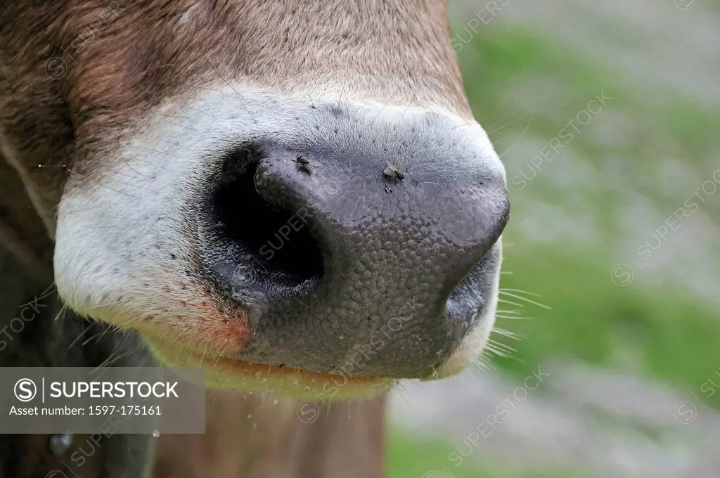 Cow´, snout, bovine animal, cow, animal, animal, Bos primigenius taurus, Oytal, Oberstdorf, Allgäu, Alps, Bavaria, Germany, Europe