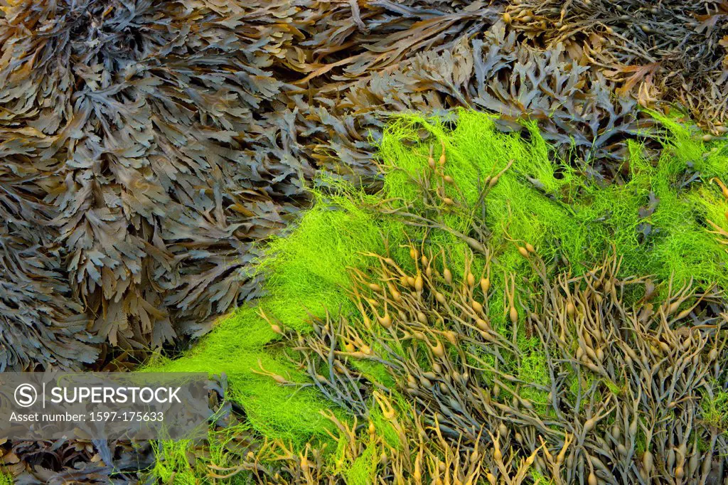 Trégastel, France, Europe, Brittany, department Côte d´Armor, coast, low, ebb, tide, algae