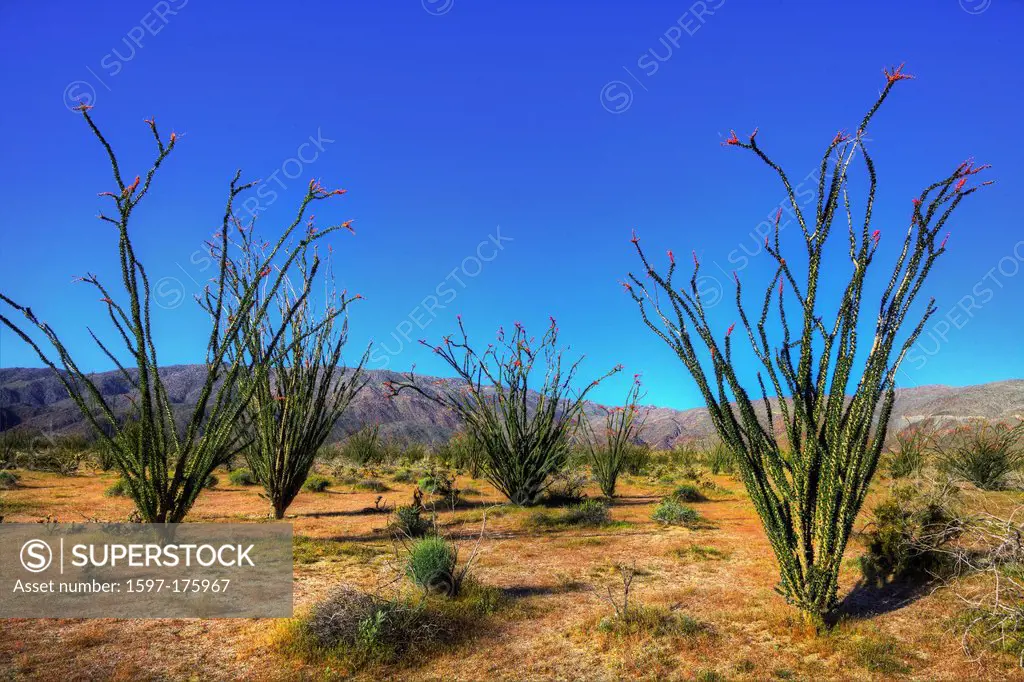 USA, United States, America, California, Borrego Springs, Borrego, Anza Borrego, Desert, State Park, wildflowers, spring, Cactus, Cacti, Blooms, Bloss...