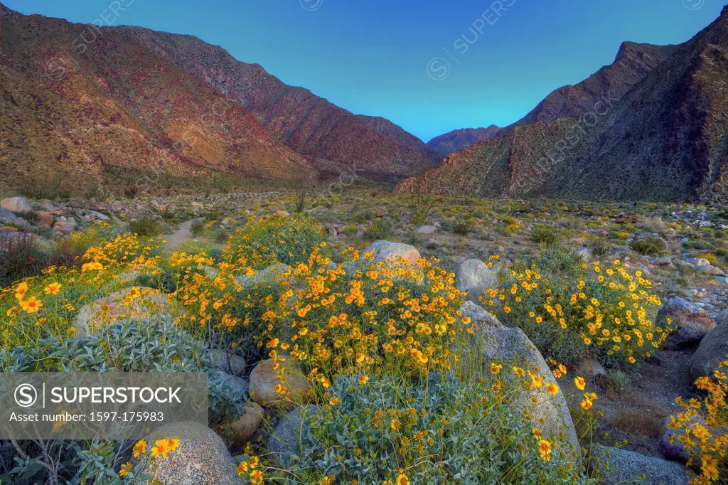 USA, United States, America, California, Borrego Springs, Borrego, Anza Borrego, Desert, State Park, wildflowers, spring, Blossoms, Blooms