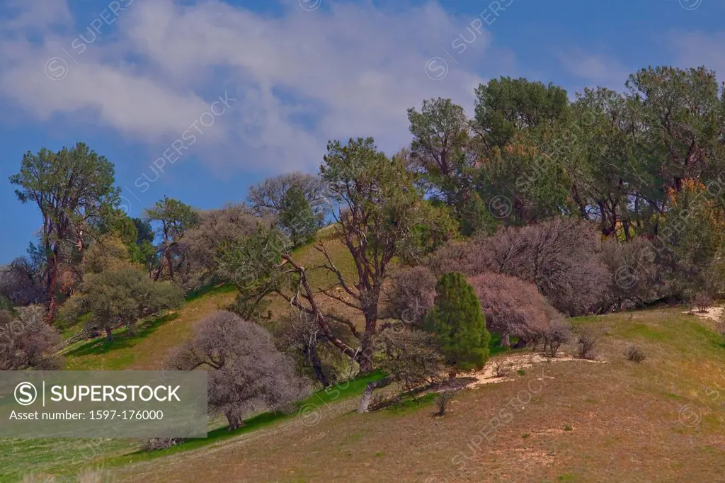 USA, United States, America, California, Tejon Pass, Central California, spring, Pass, rolling hills, Landscape