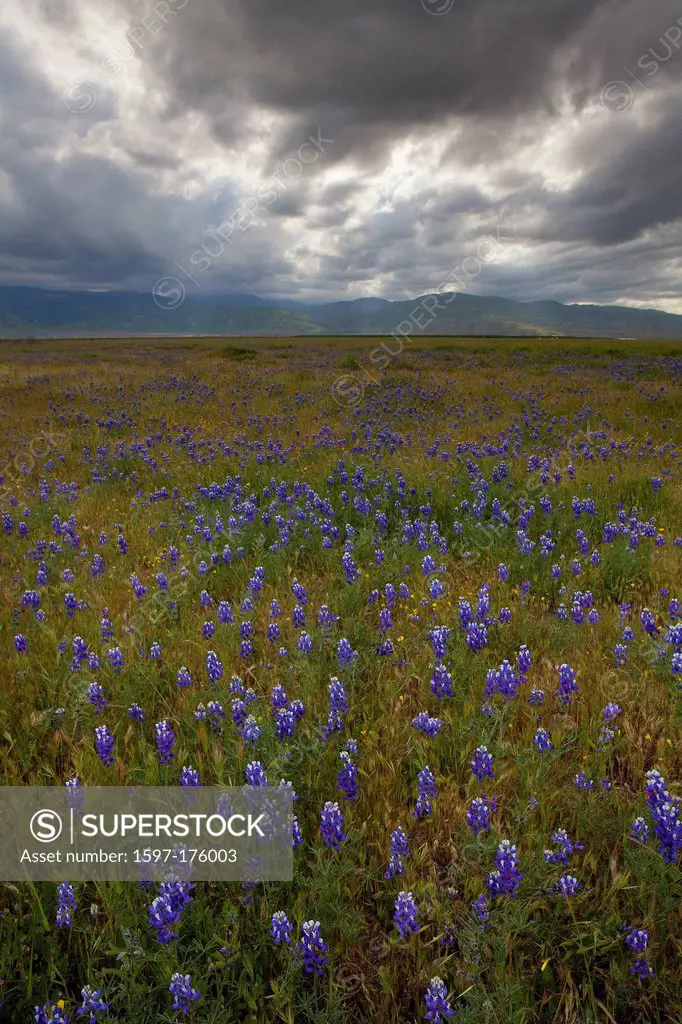 USA, United States, America, California, Tejon Pass, Central California, spring, Pass, rolling hills, Landscape, wildflowers