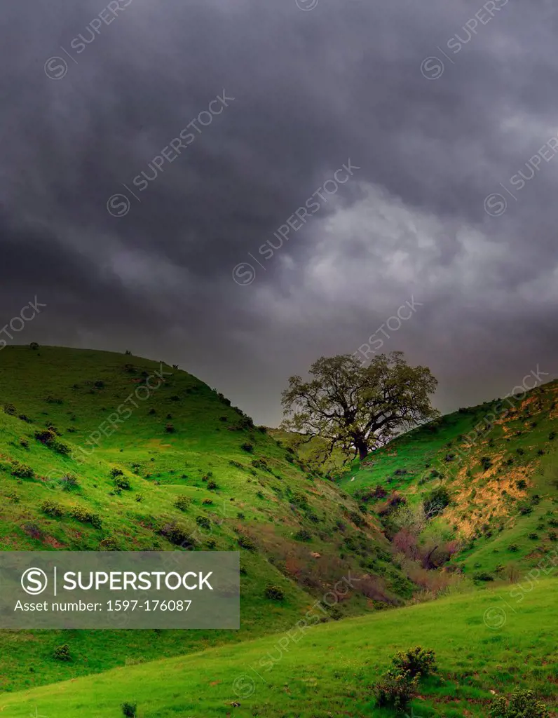 USA, United States, America, California, Trees, Rolling Hills, Hills, Grass, Clouds, Storm, green