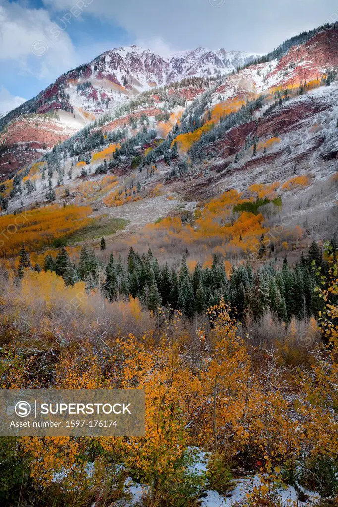 USA, United States, America, Colorado, Fall, Autumn, Trees, Fall Color, Mountain, hillside, aspen, snow