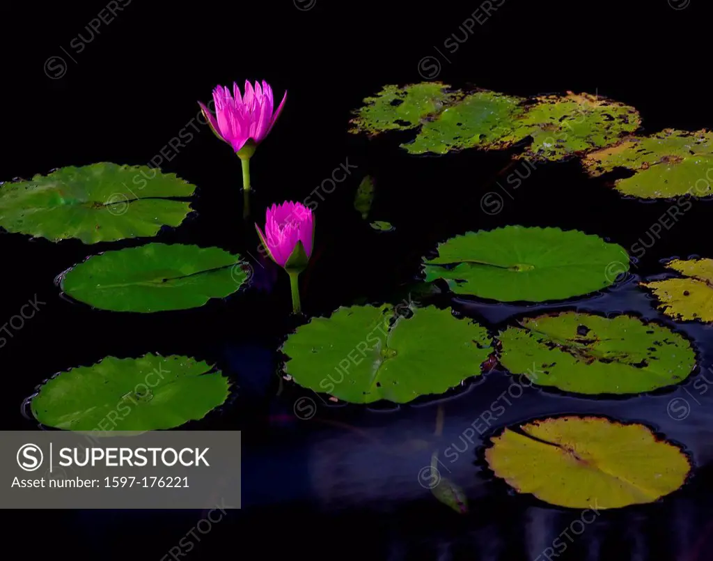 USA, United States, America, Hawaii, Maui, Water, Water Lily, Pink, Flower, Bloom, lily, lilypad, lily pad