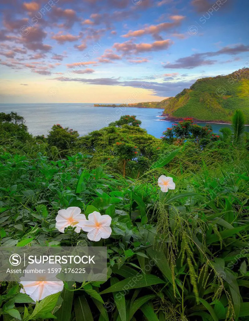 USA, United States, America, Hawaii, Maui, Pacific, Ocean, Flower, Bloom, Sunset, Bay, Inlet