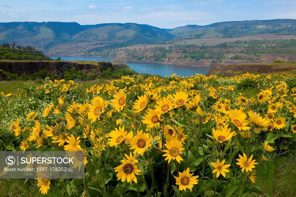 USA, United States, America, Oregon, Mosier, Rowena, Plateau, McCall Nature, Preserve, Area, wildflowers, Columbia Gorge, Spring, sunflowers,