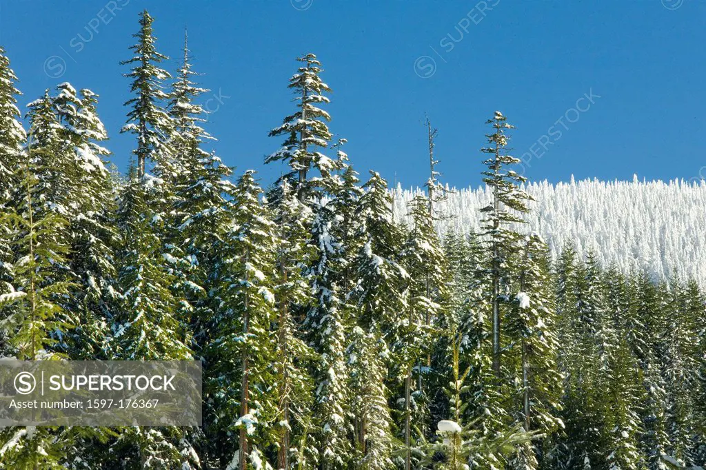 USA, United States, America, Oregon, Mount Hood, trees, National Forest, winter, snow, seasons, forest, fresh snow, trees,