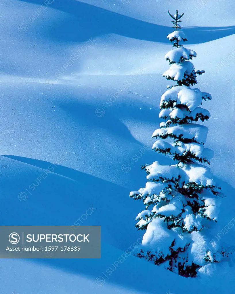 Austria, Europe, Tyrol, Stanzertal, stanz valley, Saint Anton, St. Anton am Arlberg, winter, tree, spruce, snow, light, shade, nature, high, ice_cryst...