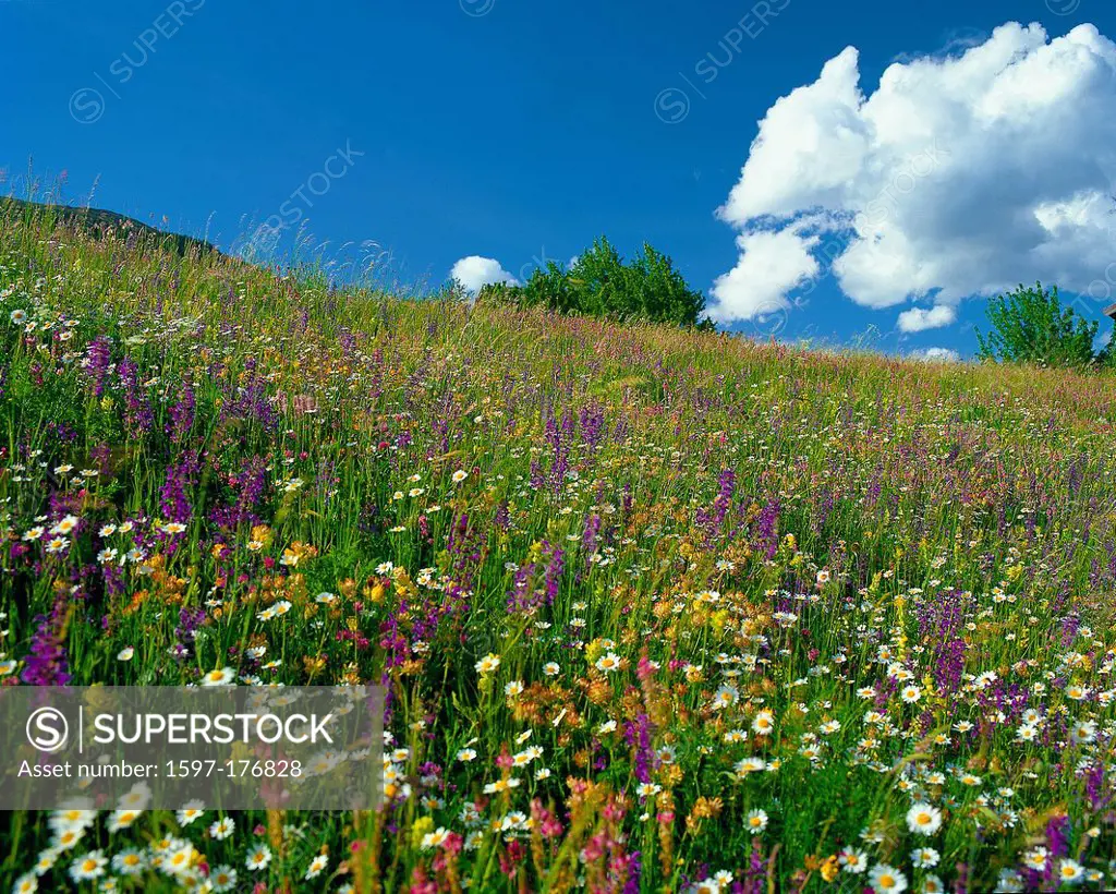 Austria, Europe, Tyrol, Arlberg, Saint Anton, St. Anton am Arlberg, meadow, mountain pasture, flowers, flower meadow, herbal meadow, sage, marguerites...