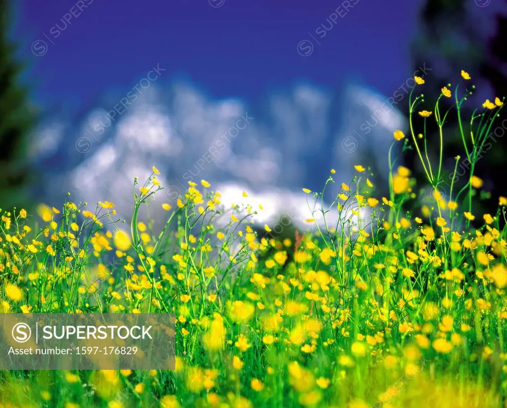 Austria, Europe, Tyrol, Stanzertal, stanz valley, Arlberg, Saint Anton, St. Anton am Arlberg, meadow, crowfoot, crowfoot meadow, flower meadow, mounta...