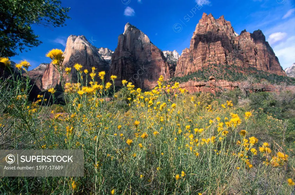 Court of the Patriarchs, USA, America, United States, Utah, Zion Canyon, Zion, national park, flowers, landscape, ro