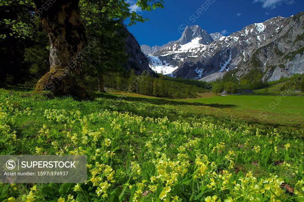 Austria, Europe, Tyrol, Achenseeregion, Pertisau, Karwendel, valley, Gramaialm, alp, spring, meadow, maple, flowers, key flowers, mountains, Karwendel...