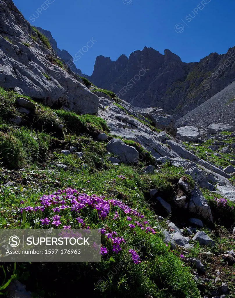 Austria, Europe, Tyrol, Ehrwald, Coburger hut, Mieminger chain, Drachenkar, flowers, mountain flowers, Alpine, flowers, Alps, meadow, mountains, rocks...