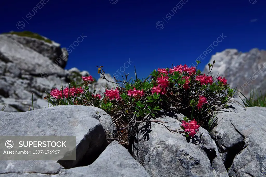 Austria, Europe, Tyrol, Ehrwald, Coburger hut, lime cliff, Alpine, rose, hairy Alpine, rose, rhododendron Hirsutum, two_pronged mattock cliff, sky, fl...