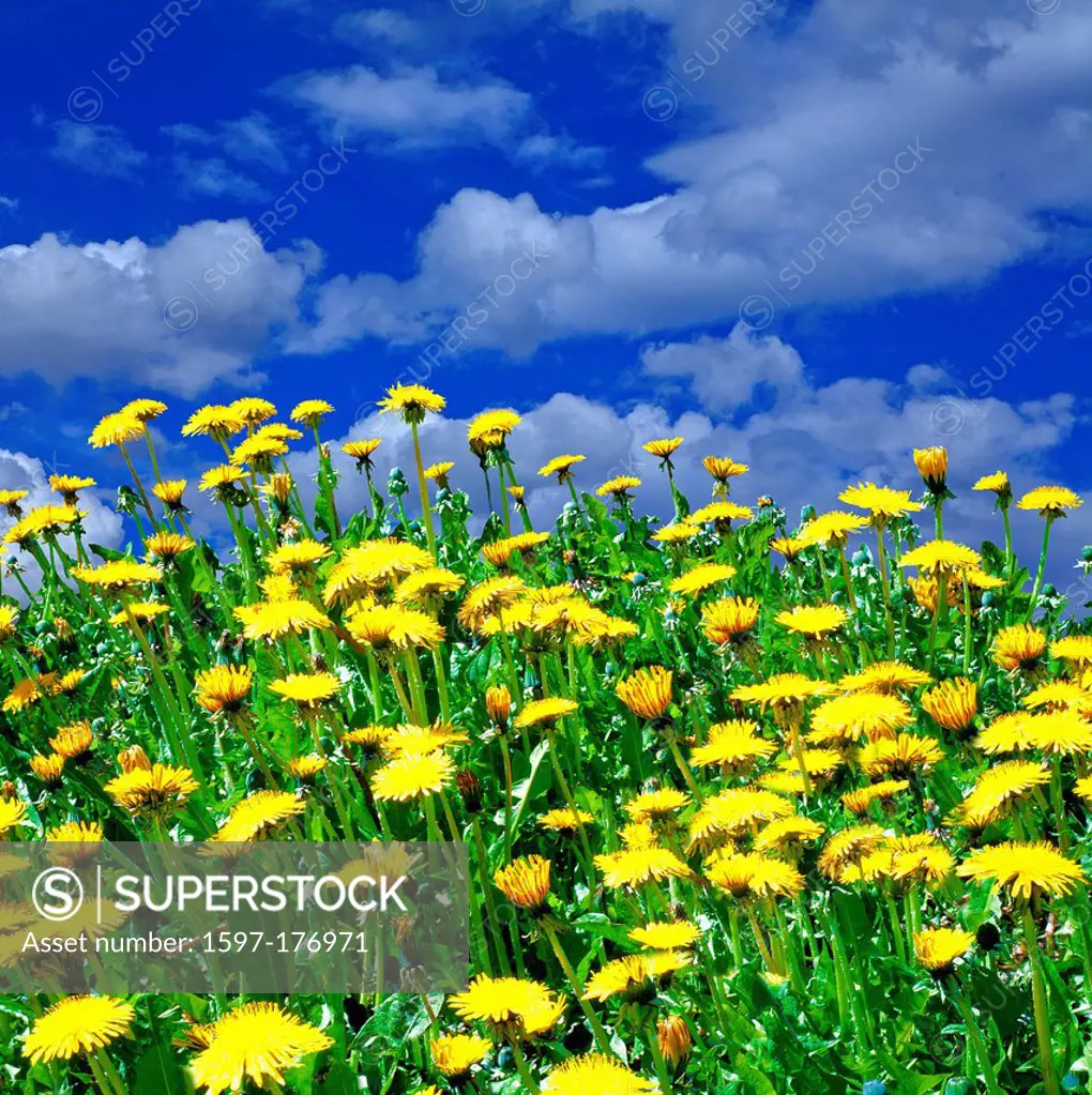 Austria, Europe, Tyrol, Obsteig, meadow, flowers, dandelion, dandelion meadow, Taraxacum Officinale, meadow flowers, sky, clouds, sunshine, spring, na...