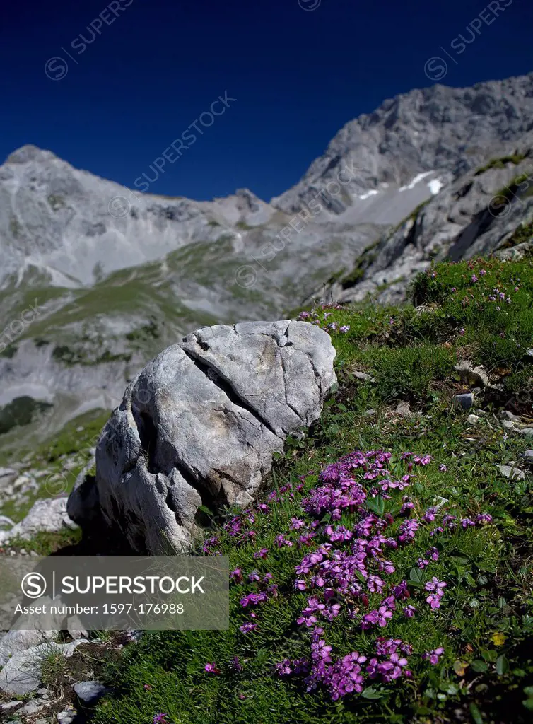 Austria, Europe, Tyrol, Ehrwald, Mieminger chain, Coburger hut, Drachenkar, rock, cliff, stone, lime alps, northern lime alps, flowers, mountain flowe...