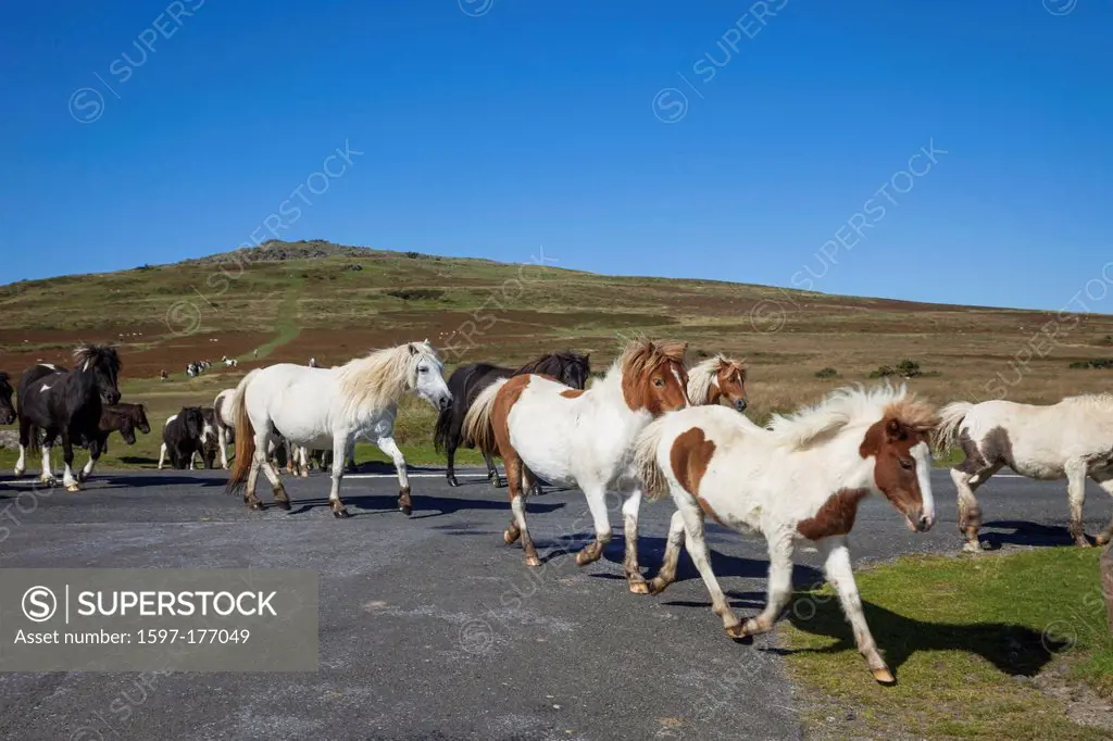 England, Devon, Dartmoor, Ponies