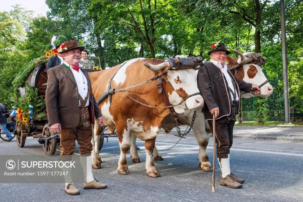 Germany, Bavaria, Munich, Oktoberfest, Oktoberfest Parade, Farmers and Cows